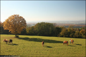 Chevaux Comtois sur le Mont Adam à Mondon (Doubs)