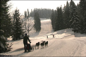 Ballade en chiens de traineau